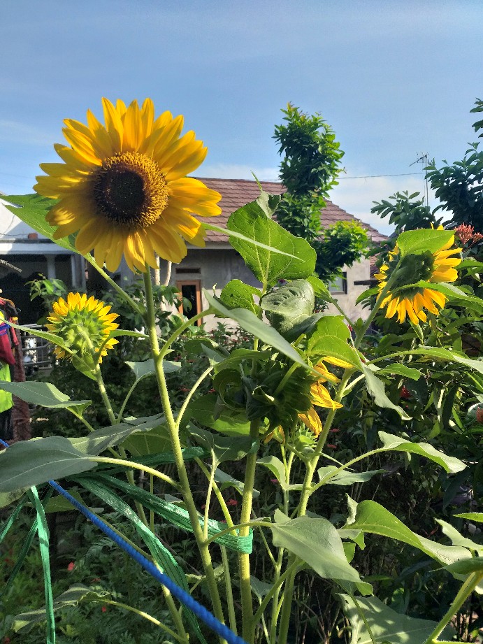 Grendel Babet Amani 2 3 4 Inch Gerendel Pintu Jendela Slot Selot Babet