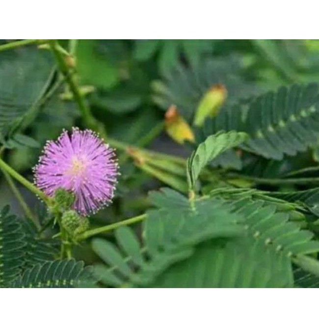 

daun putri malu 500(gram) geratis daun babadotan