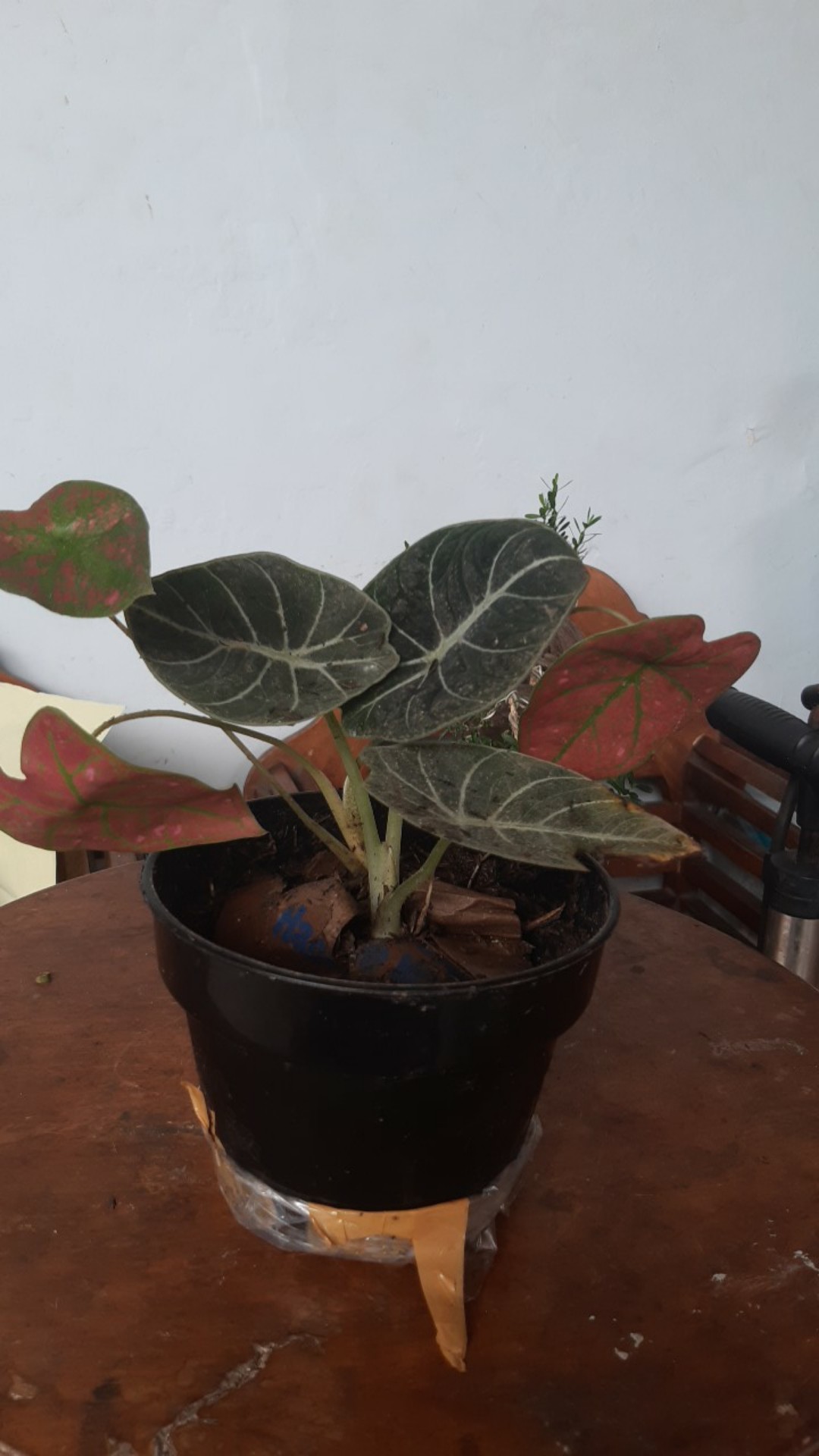 Green Spider Caladium/keladi Green Spider