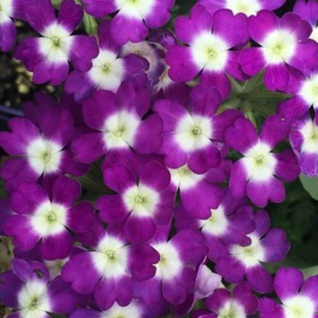 Bibit Bunga Verbena