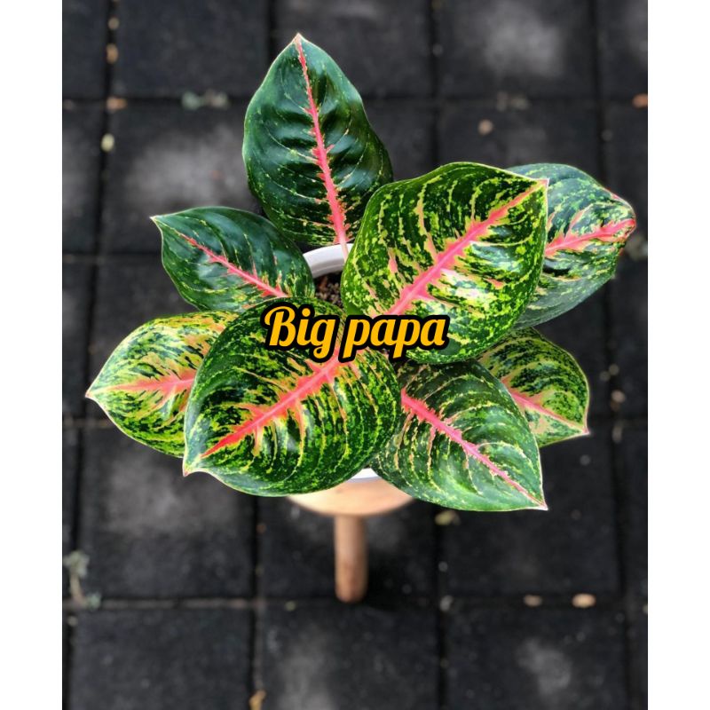 (COD√)AGLONEMA BIG PAPA || AGLONEMA BIG PAPA JUMBO