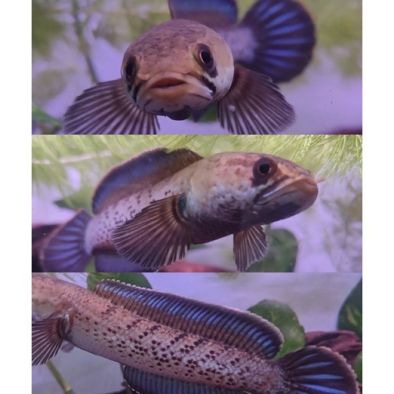 ikan hias channa stewarti karbi Grade A+ 6-7cm sortir