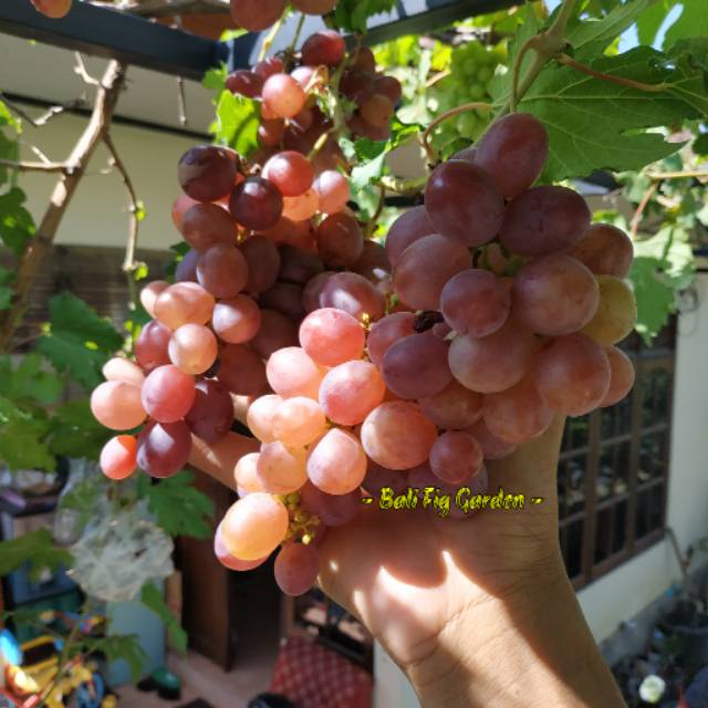 Cutting Stek Anggur Ninel