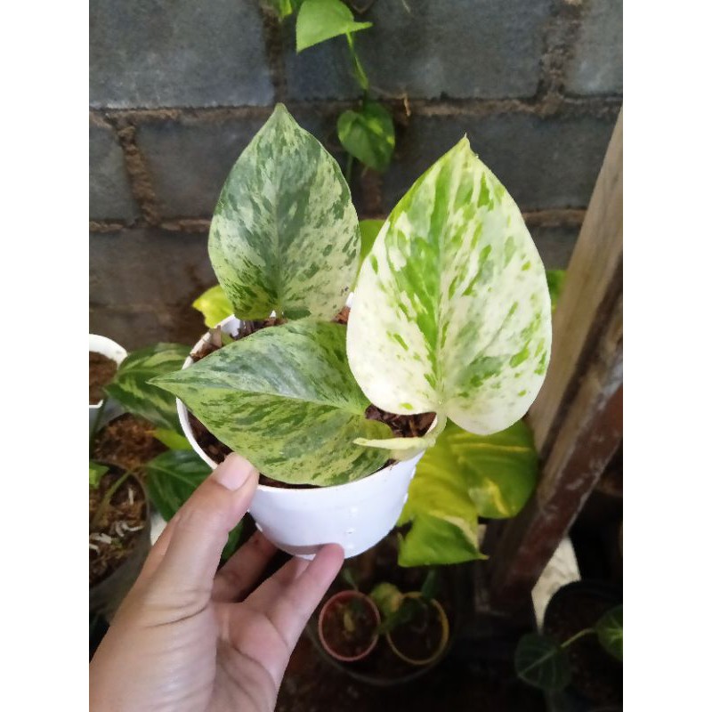 tanaman hias sirih belanda