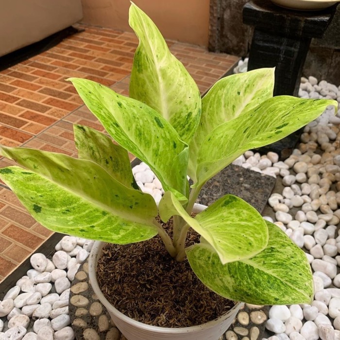 tanaman hias aglonema sundrop / pohon aglonema sundrop