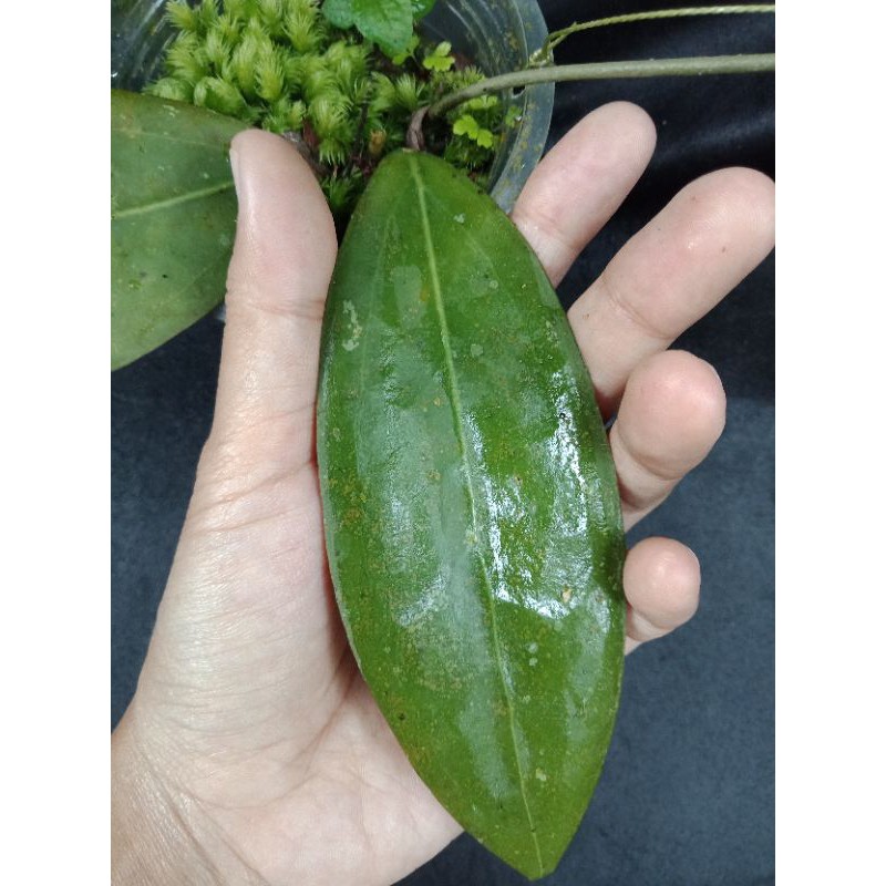 hoya sp sulawesi(no id)