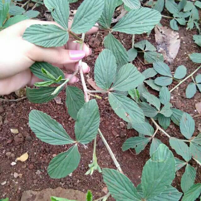 Bibit daun opo opo