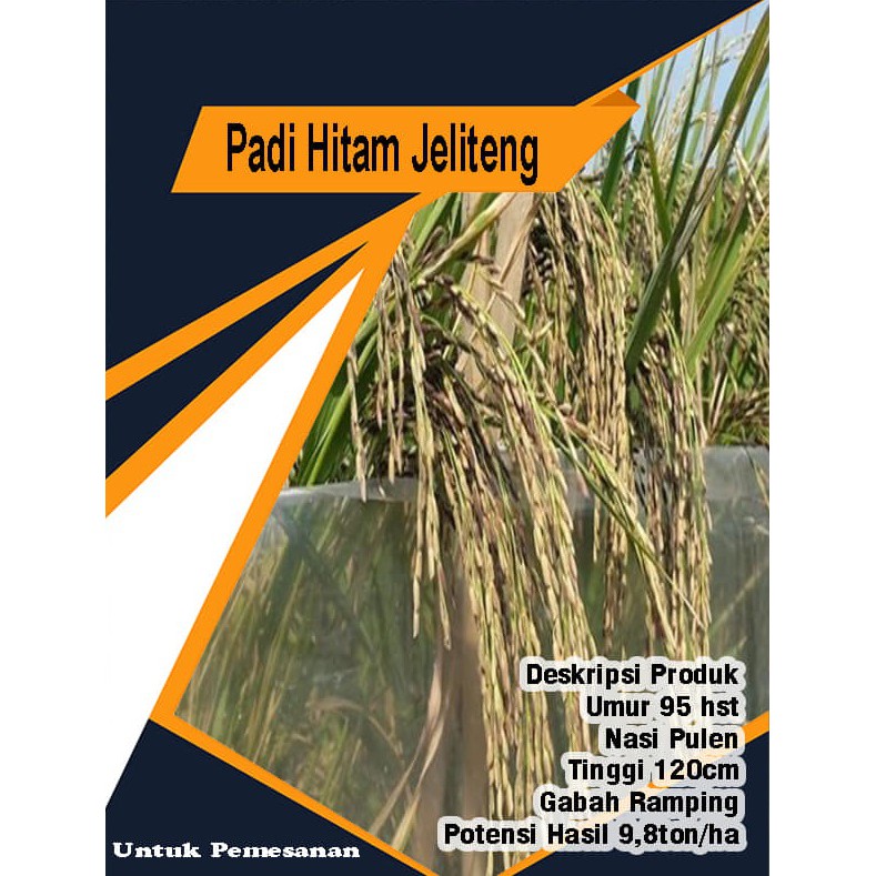 Benih Padi Hitam Jeliteng Kemasan 5 kg