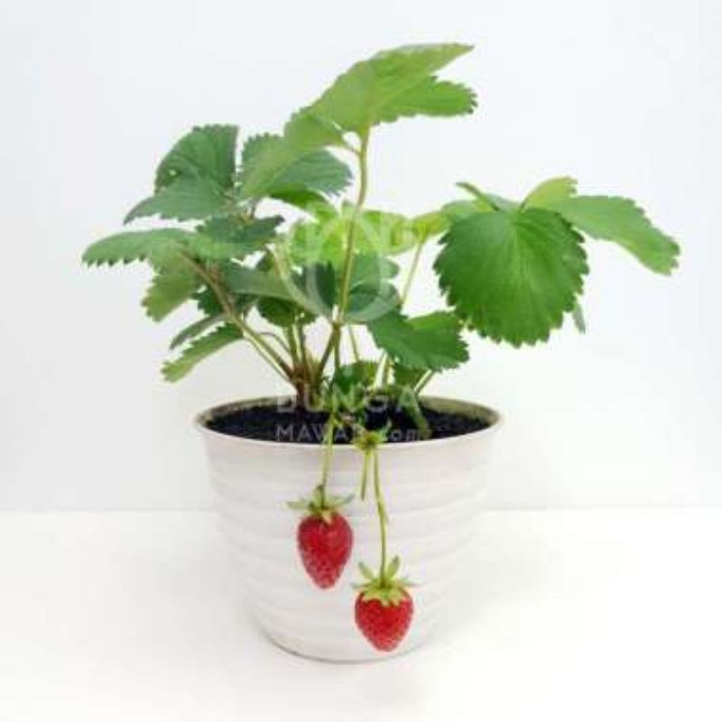 bibit strawberry California jumbo