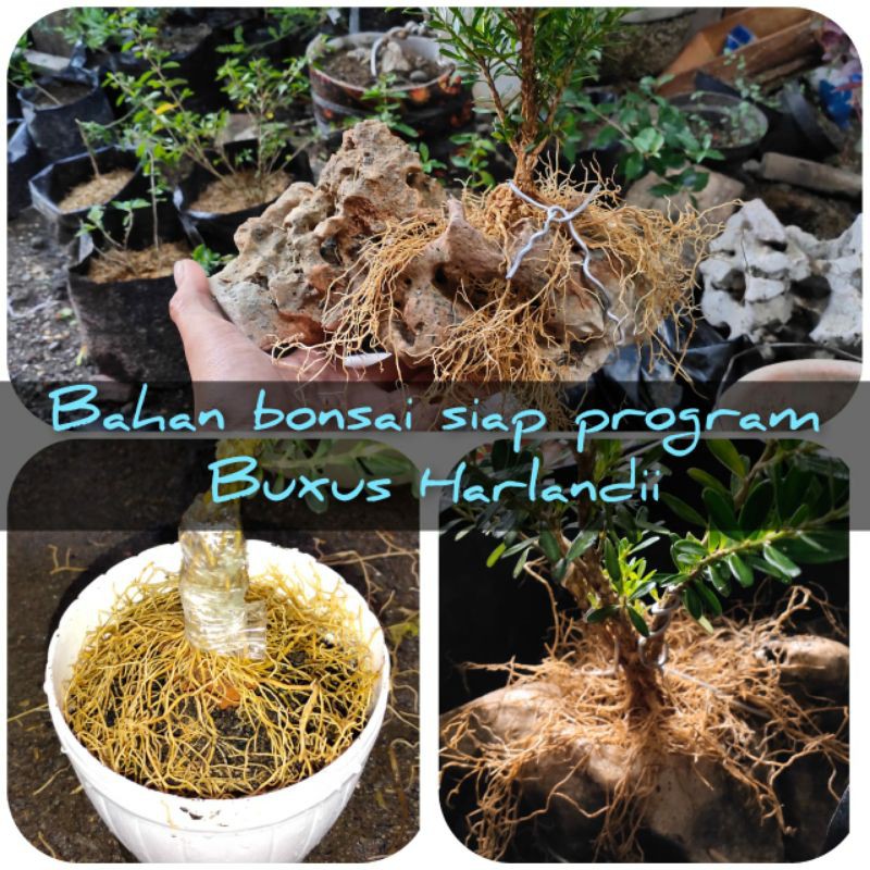 Bahan Bonsai Boksus / Boxus
