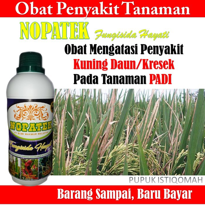 Jual Obat Nopatek Atasi Kresek Kuning Daun Padi Obat Kresek Padi Nopatek Nopatek Fungisida