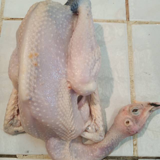 

Ayam kampung asli fress