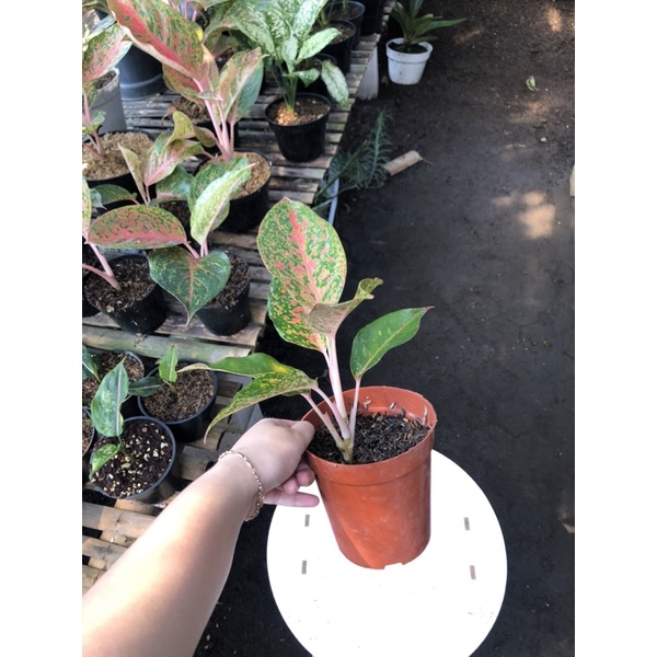 Aglaonema Chop raya