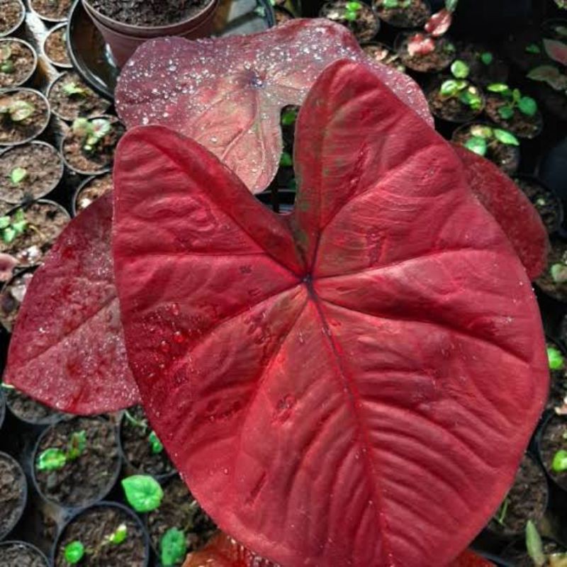 keladi red dragon (hanya bonggol)