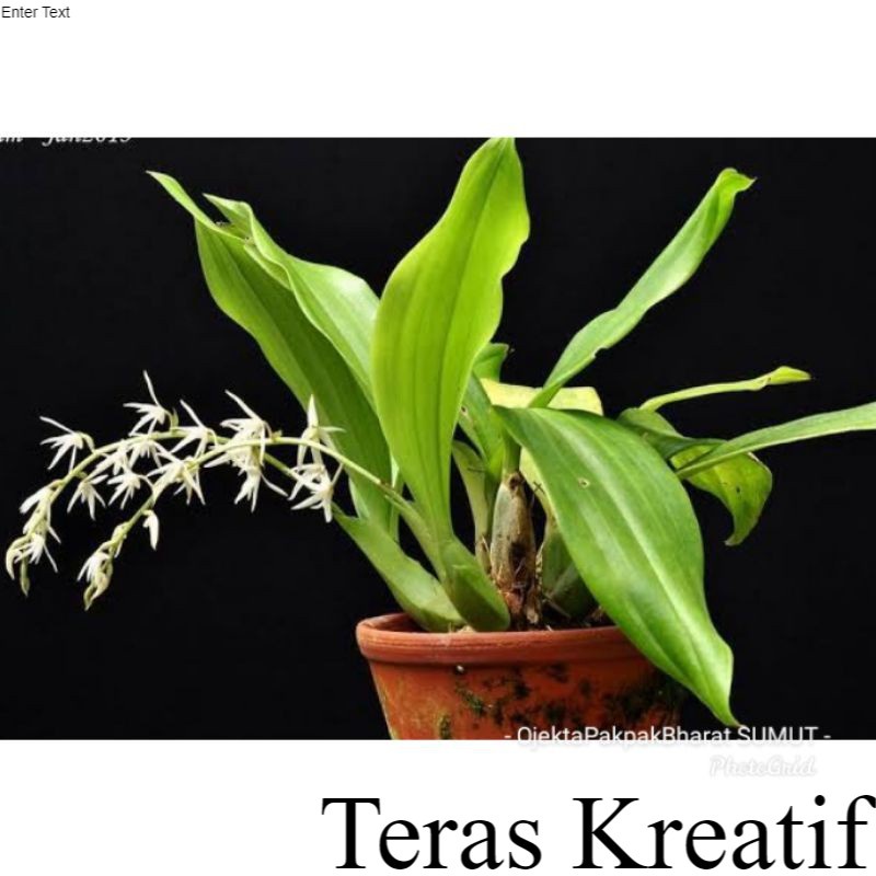 Anggrek Eria javanica Orchid Anggrek Unik Dewasa anggrek hutan liar Mudah dirawat Outdoor