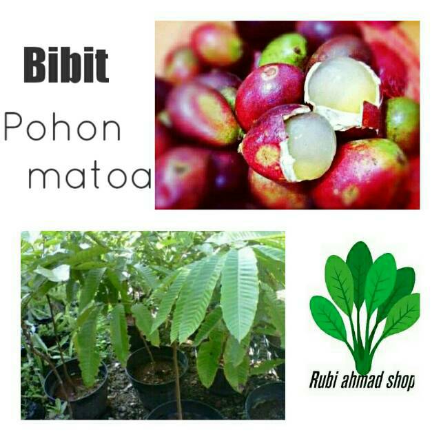 Bibit matoa/pohon matoa/buah matoa