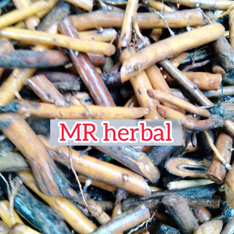 

Jual akar aren segar order baru petik per1 kg