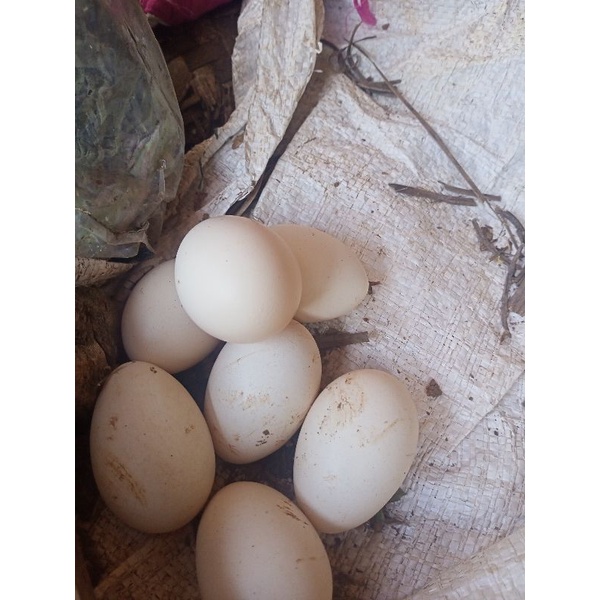 

telur ayam kampung fres minimal pembelian 10