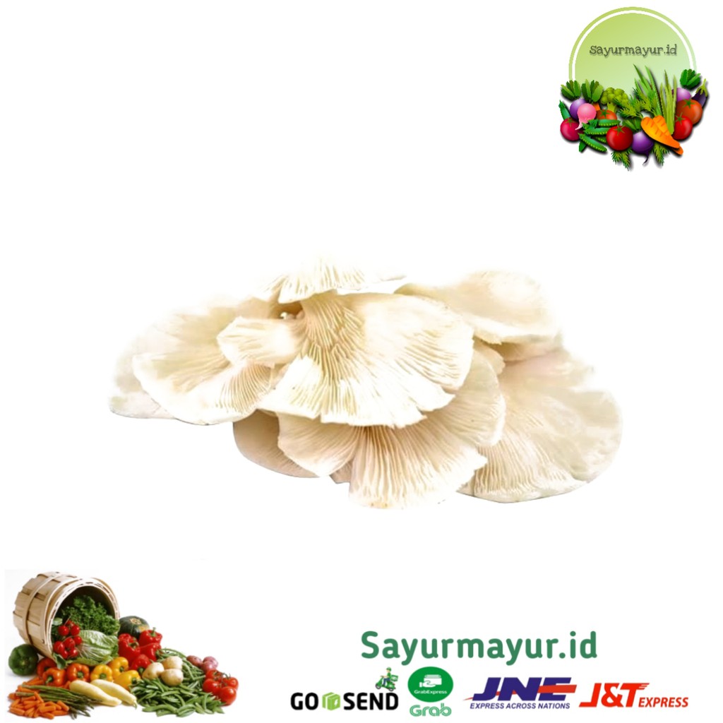 

JAMUR TIRAM SAYURAN PER 1/4 (250 GRAM)
