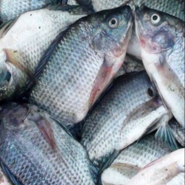 

Ikan mujaer hidup