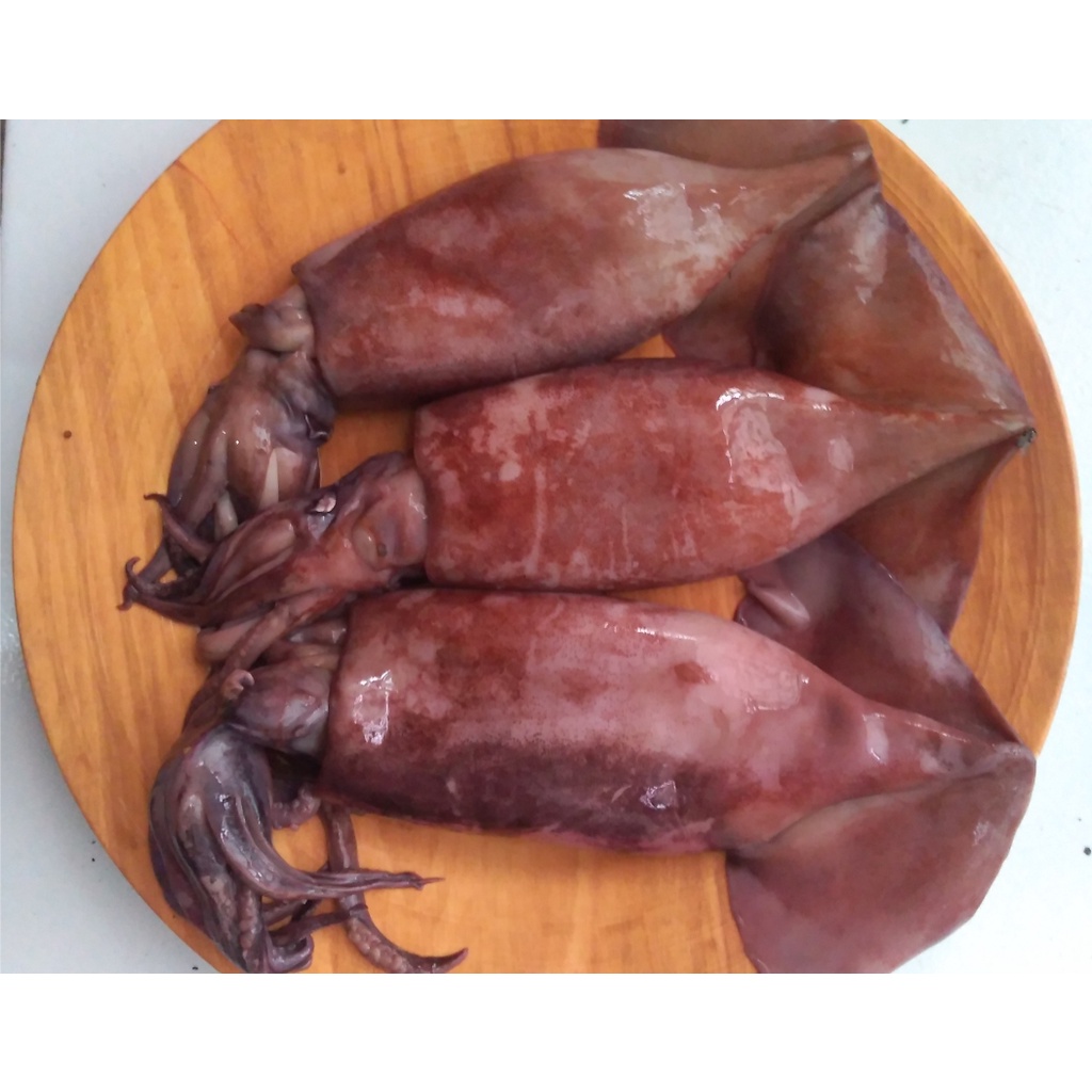 

Cumi Basah Ukuran Sedang Daging Segar Bandung