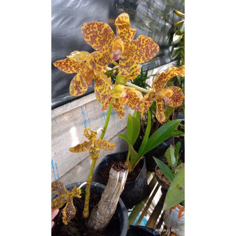 BONGGOL ANGGREK MACAN