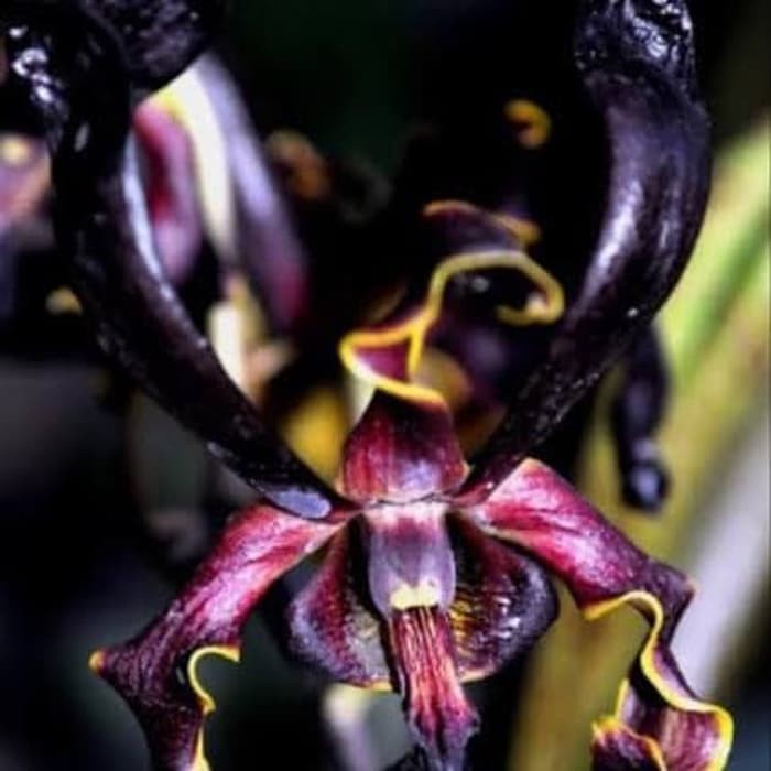 anggrek dendrobium black spider dewasa