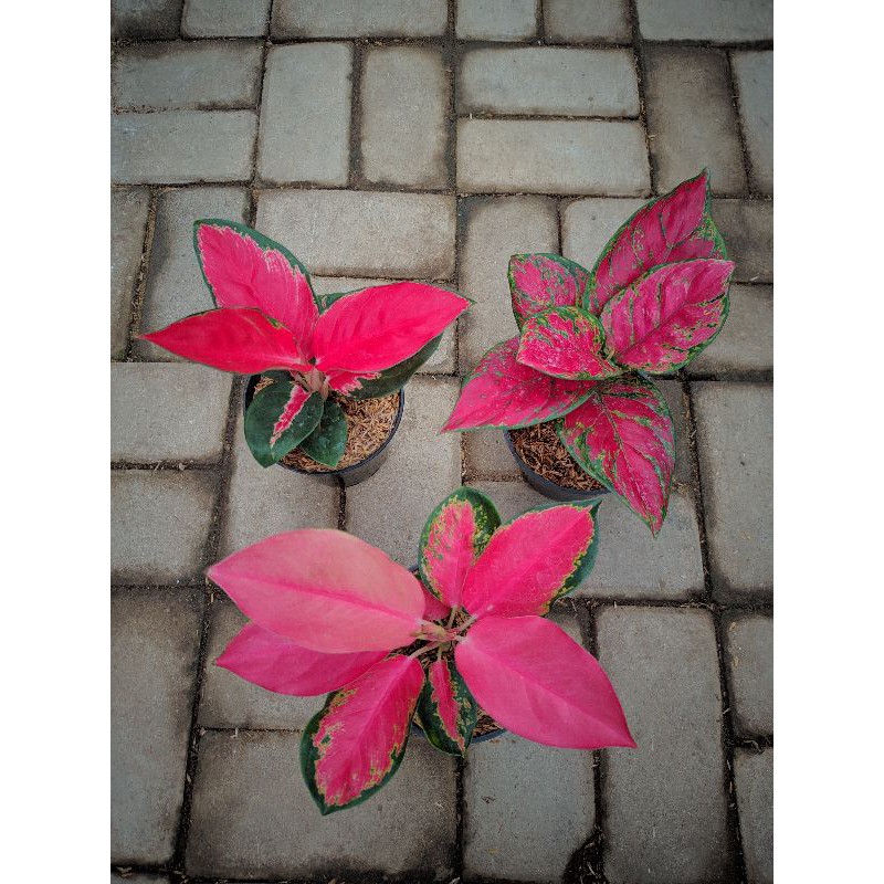 paket 3 aglonema merah