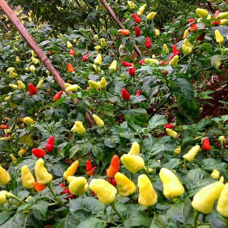 Benih Bibit Biji - Cabai Rawit Merah Tipe Tegak Gendut F1 Cabe Lombok Setan Seeds