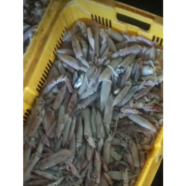 

nud 65 segar