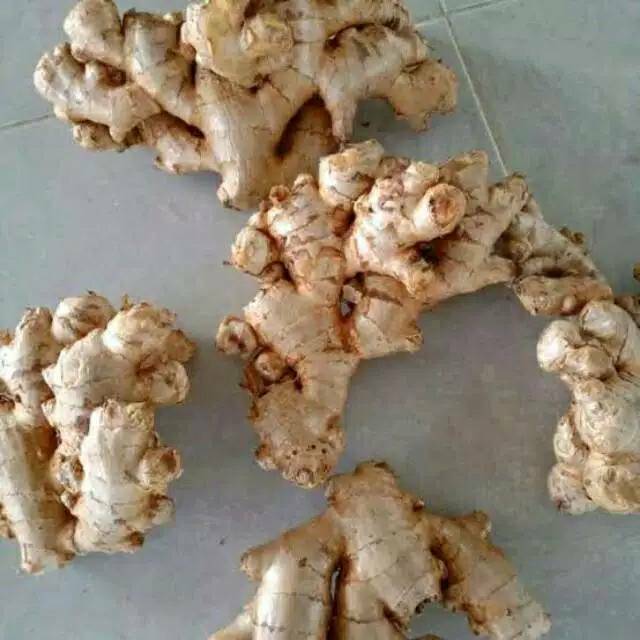 

JAHE EMPRIT SEGAR FRESH 1KG