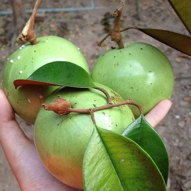 Bibit Buah Kenitu  //  Sawo Durian Berkwalitas