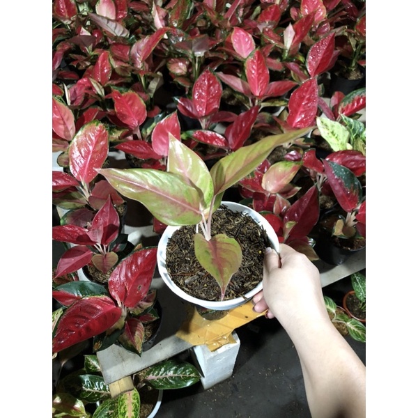 Aglaonema rengganis rumpun 2 pelgol