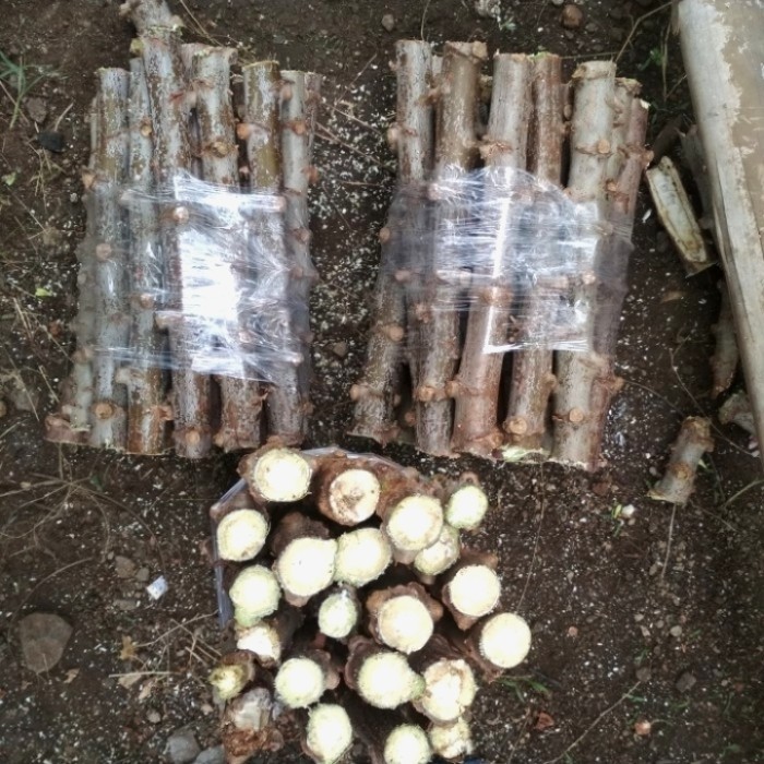 

Bibit Pohon Singkong Gajah Paket 20 Batang