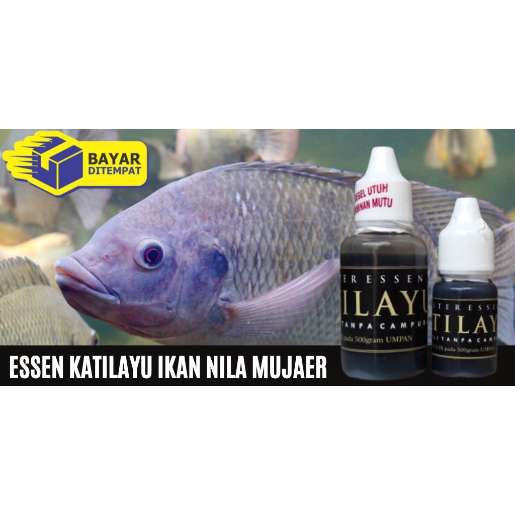 Essen Katilayu Untuk Ikan Nila  | Master Essen Umpan Ikan