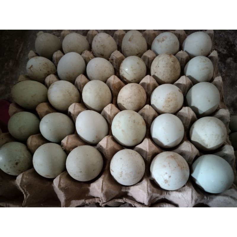 

telur bebek