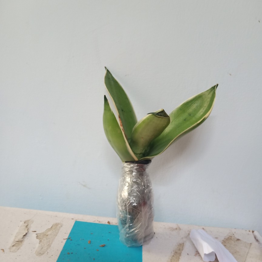 Bibit Tanaman Sansivera Silver