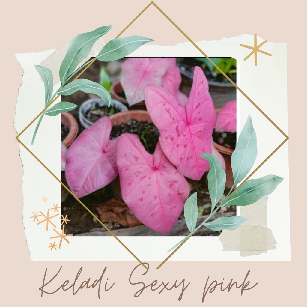 Keladi Sexy Pink Tanaman Hias Keladi Sexy Pink Bibit Bunga Keladi Sexy Pink