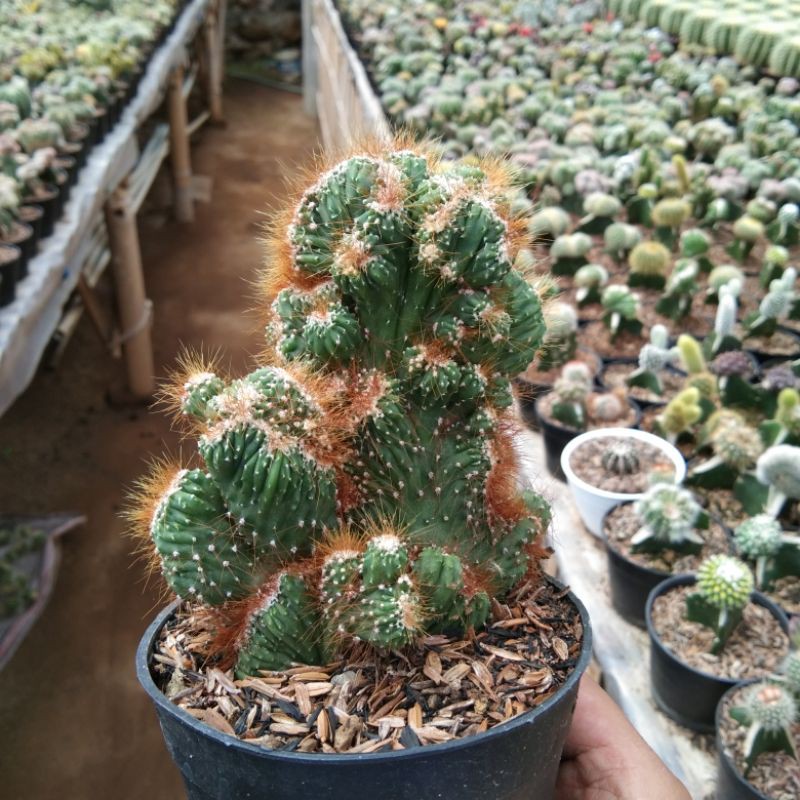 kaktus cristata hijau ownroot
