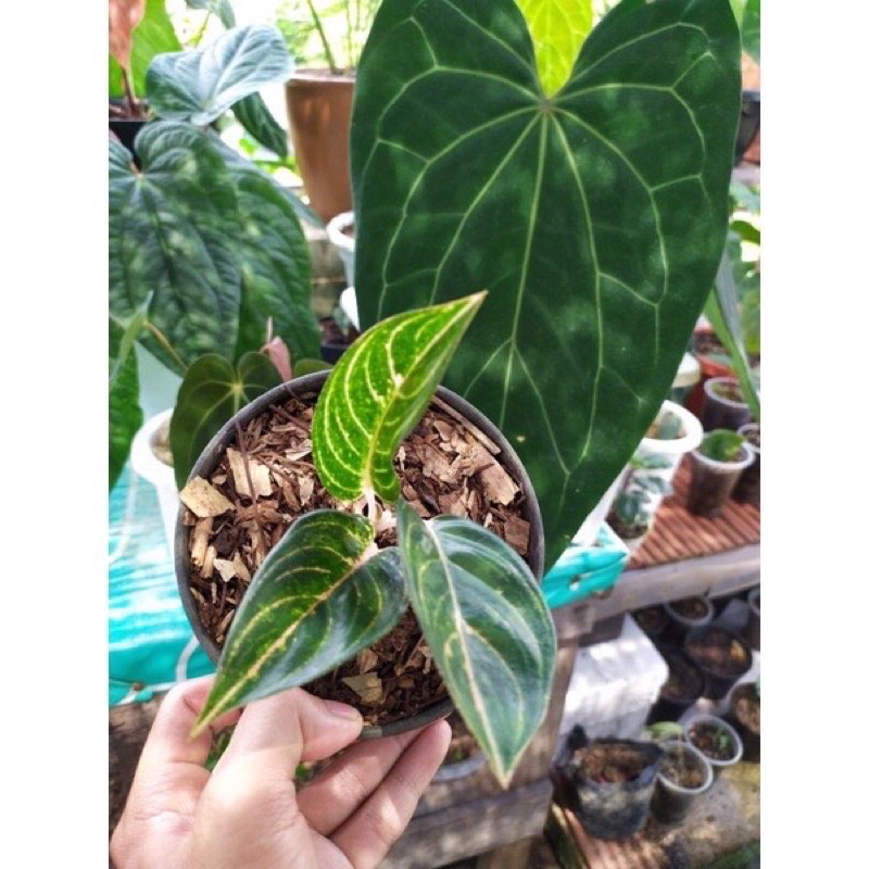 Aglonema madam suroyo anakan