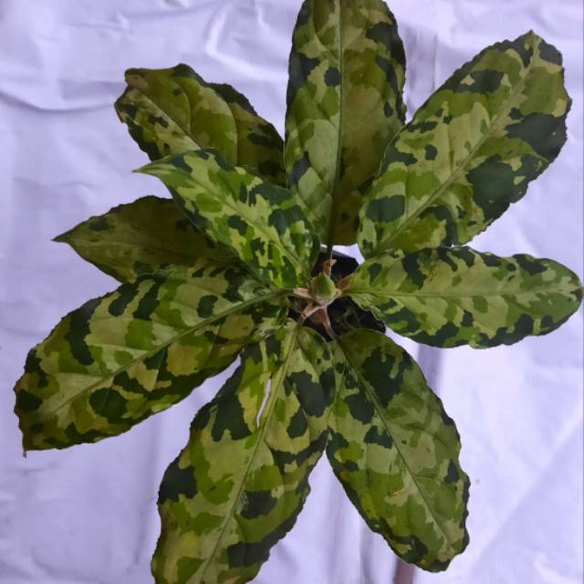 Aglonema pictum tricolour