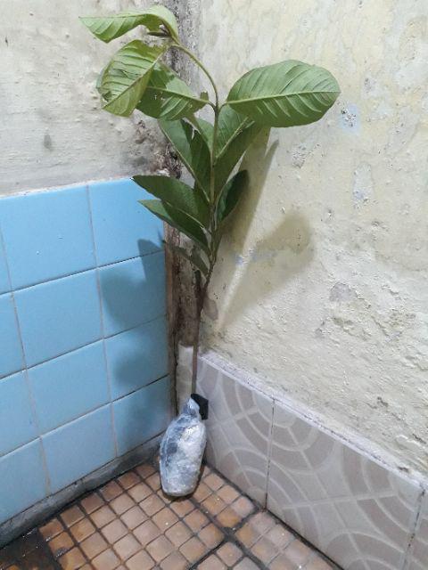 Terbaik Jambu Sukun Merah Tanpa Biji Bibit Unggul Hasil Cangkok Kw+