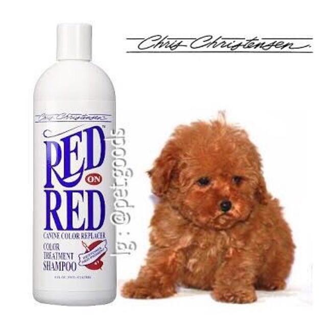 shampoo anjing poodle
