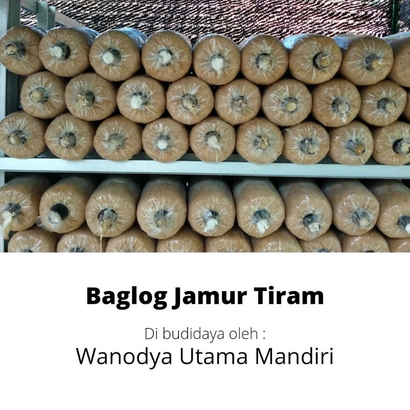 

[COKLAT] BAGLOG JAMUR TIRAM