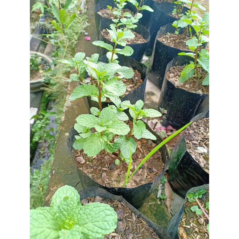 

Daun Mint