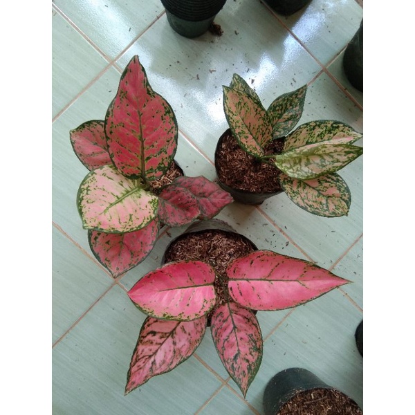 Paket Aglonema murah 3 batang / Dut anjamani / Lady valentine / Ruby orange