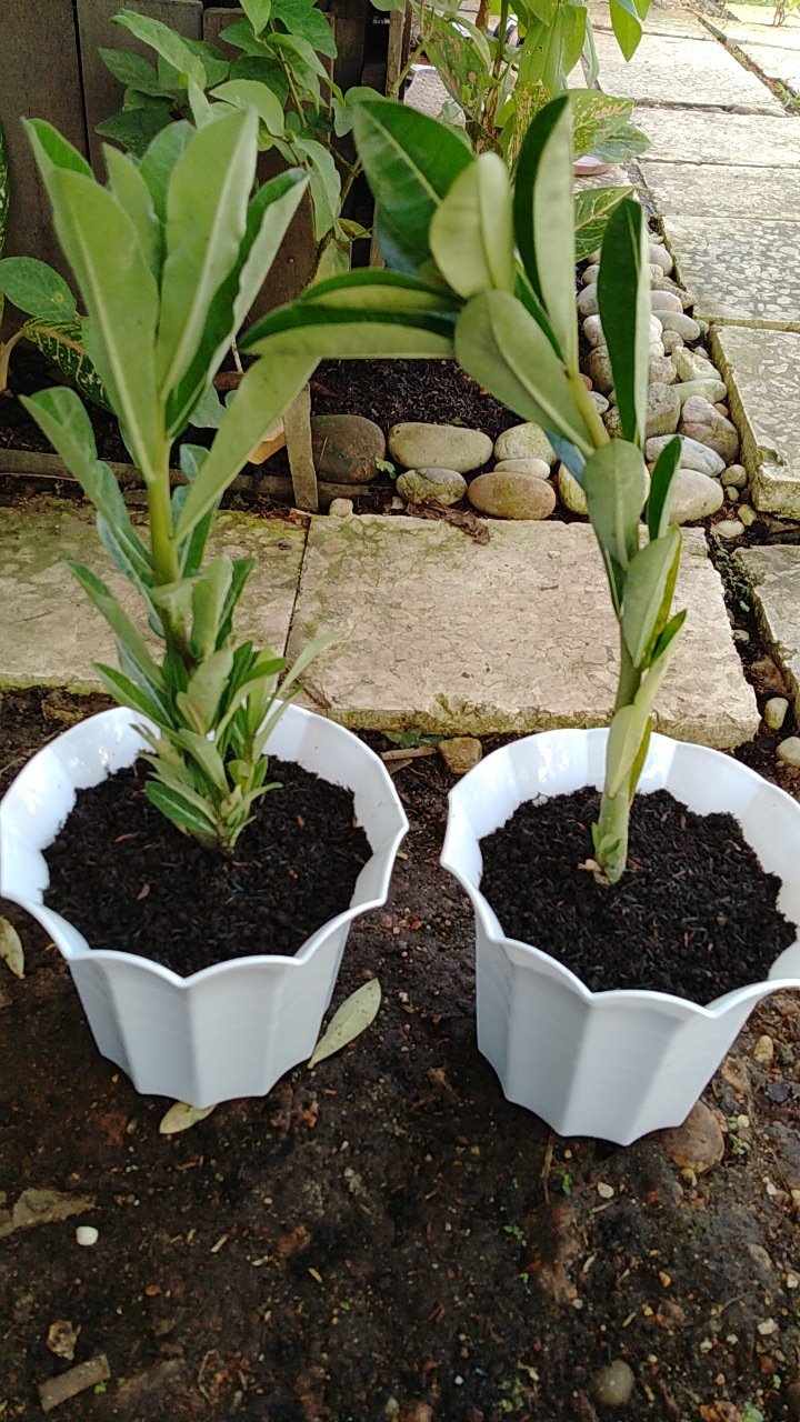 Bibit Adenium Waves Blue Ice Size A