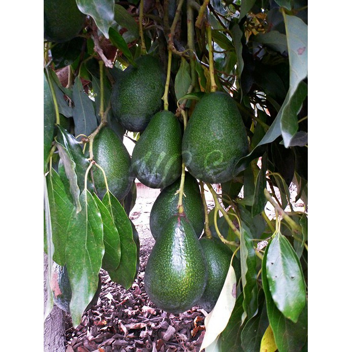 Bibit Tanaman Buah Alpukat Mega Murapi Si Manis Madu