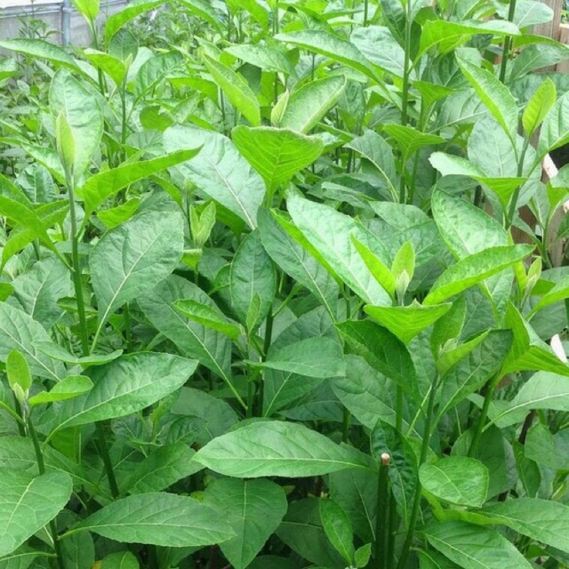 

Promo daun afrika segar 500gr