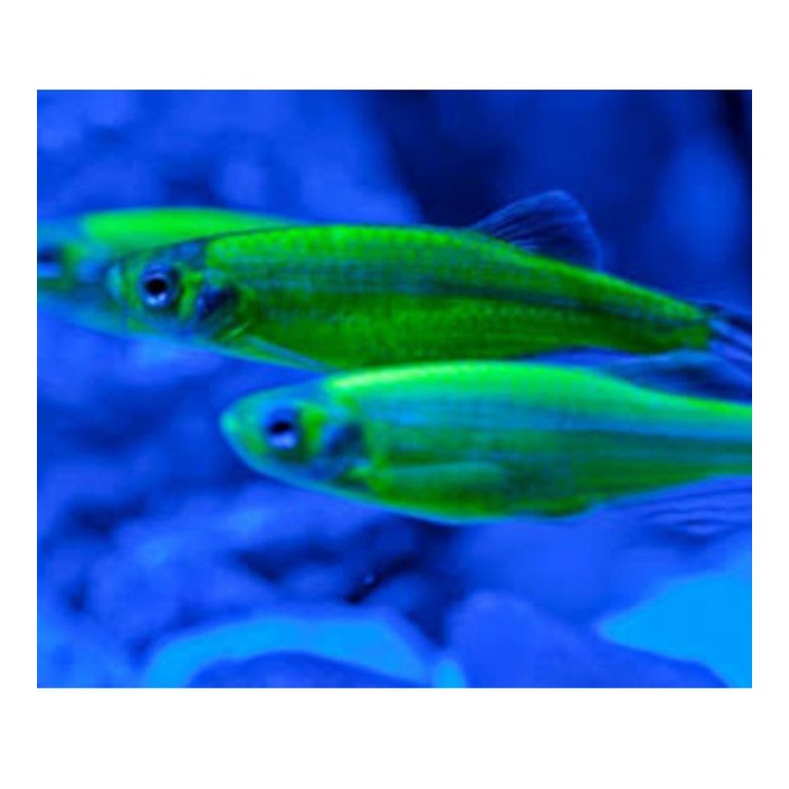 ikan hias danio glofish glow fish green apple aquascape